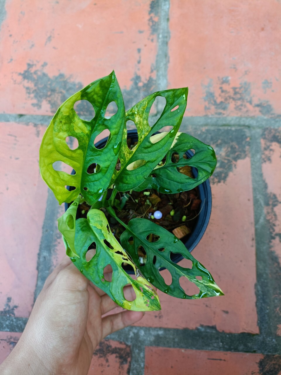 Trầu bà lỗ var (Adansonii Aurea) - Hàng đẹp như hình