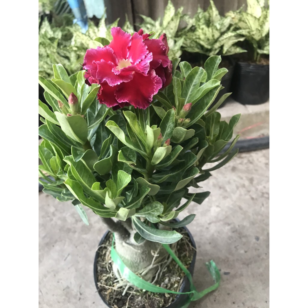 Chậu Cây Hoa Sứ Thái