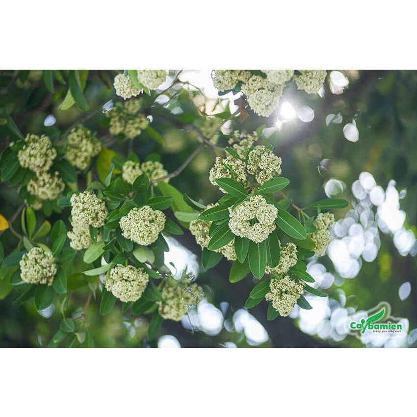 Cây giống hoa sữa (cây khẻo đẹp, được kiểm hàng)