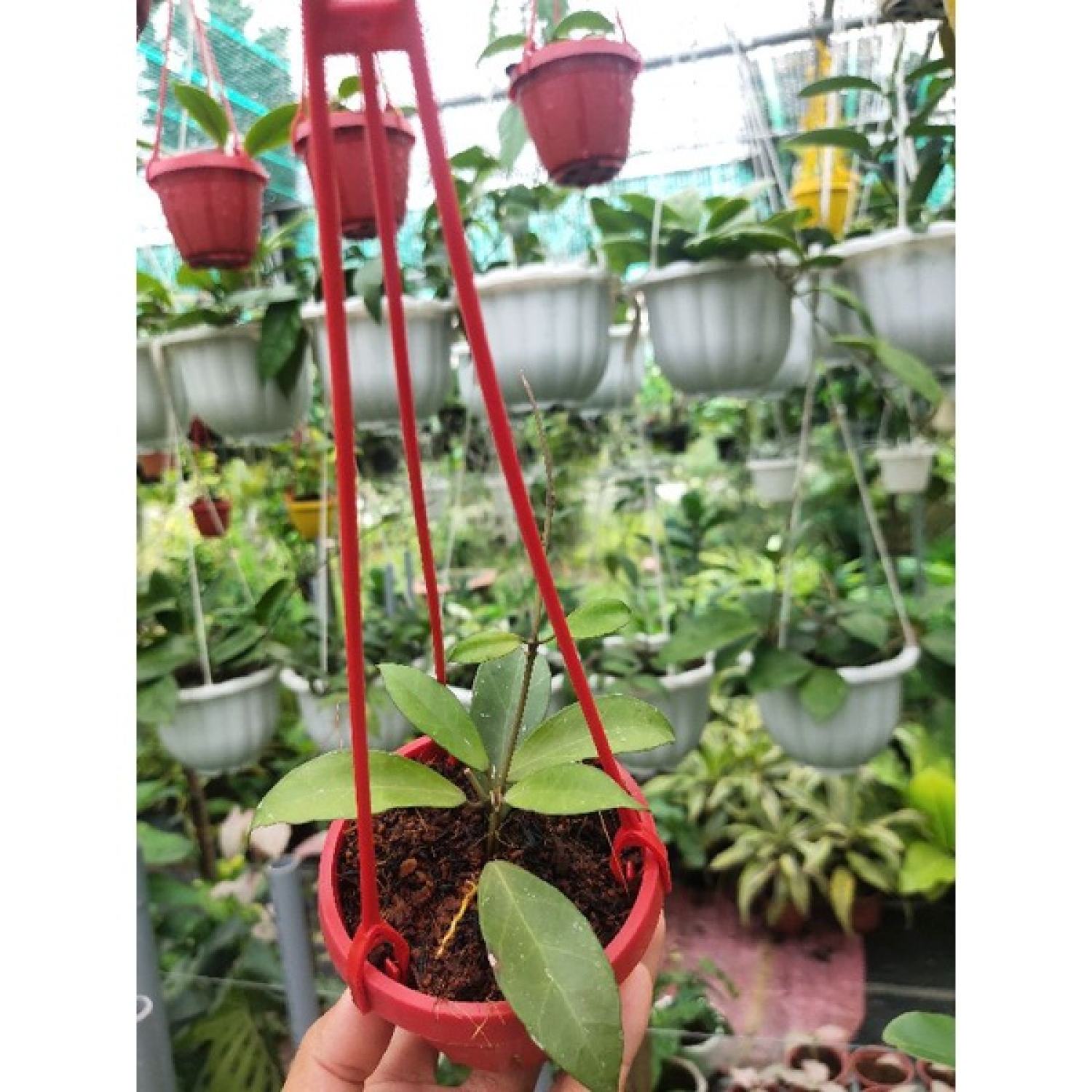 Cẩm cù nhiều loại ngẫu nhiên (không trùng loại)