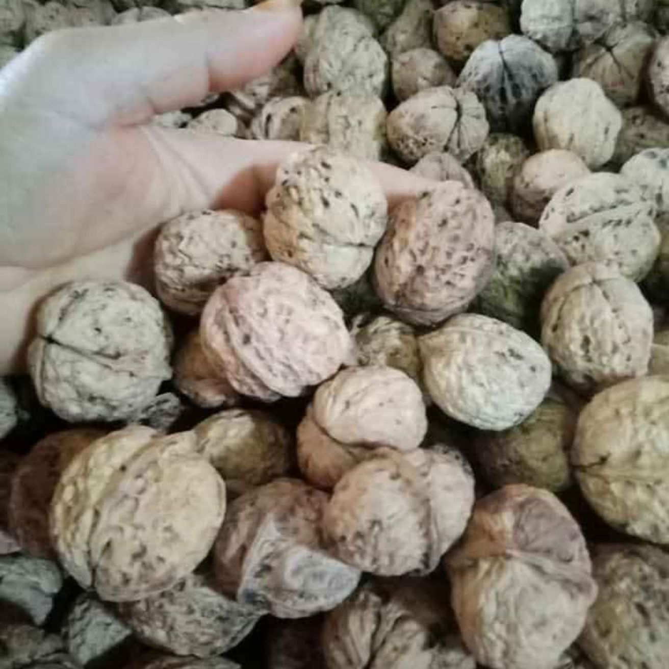 Quả óc chó nếp rừng Lai châu 1kg