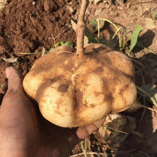 Hạt Giống Củ Đậu 100gam