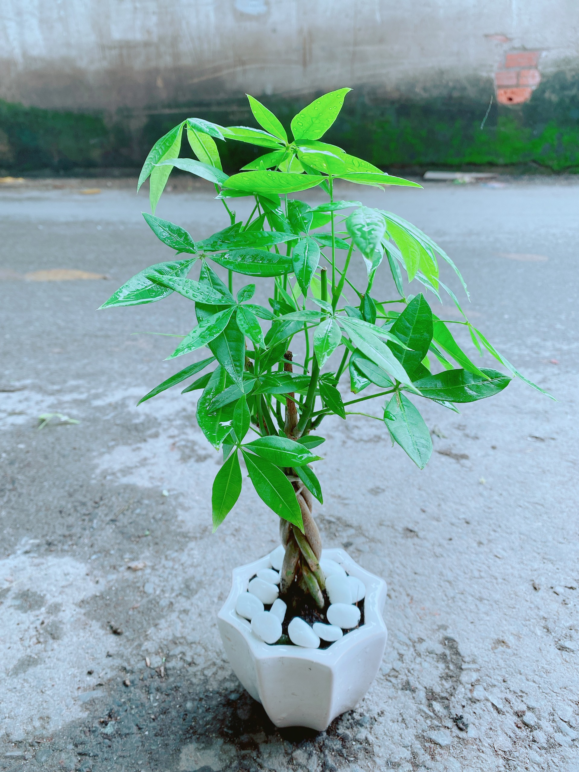 Chậu Kim Ngân Thắt Bính Mini