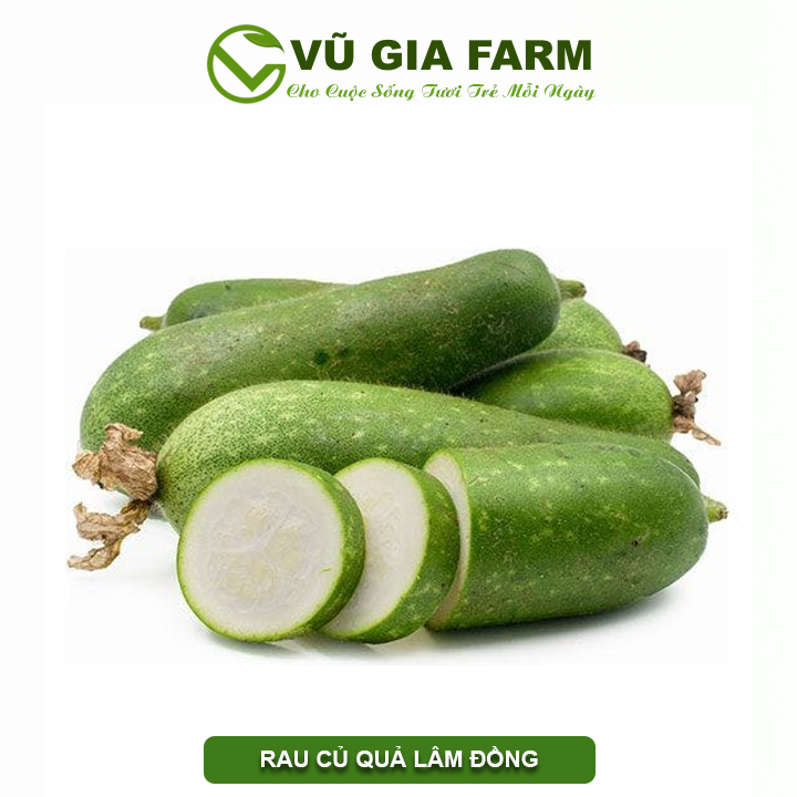 Bí xanh đức trọng – lâm đồng