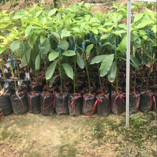 Cây giống Bơ 034