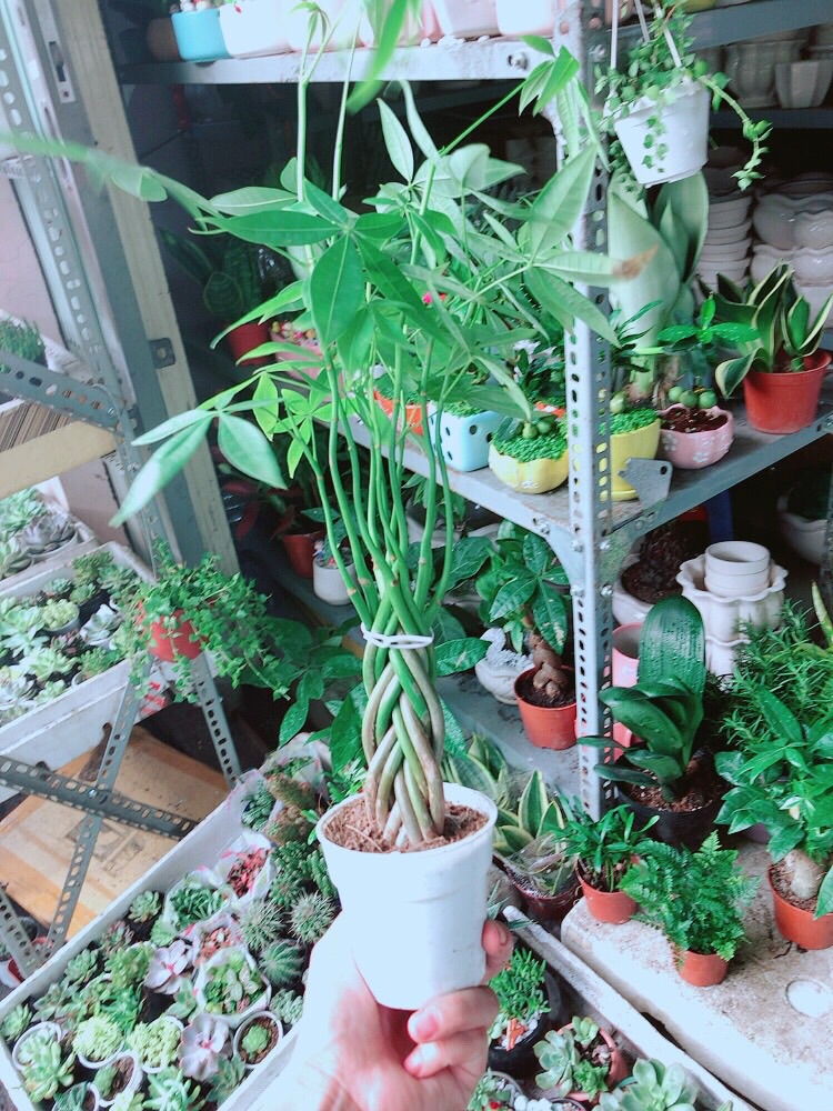 Kim Ngân 5 Thân Nhỏ