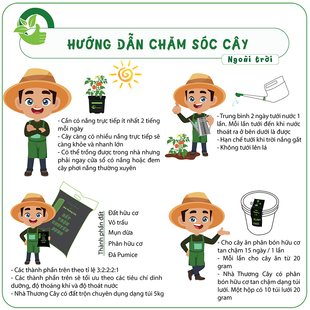 Phong lữ hoa hồng | Citronella Geranium