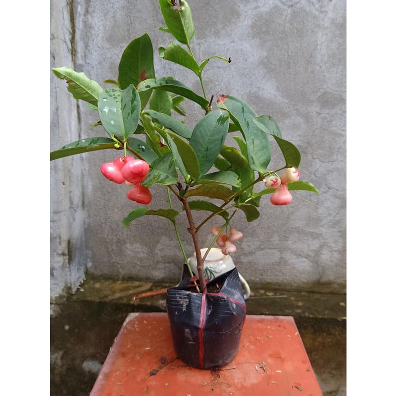 cây Giống Mận Hoàng Yến Trồng (chuẩn giống)