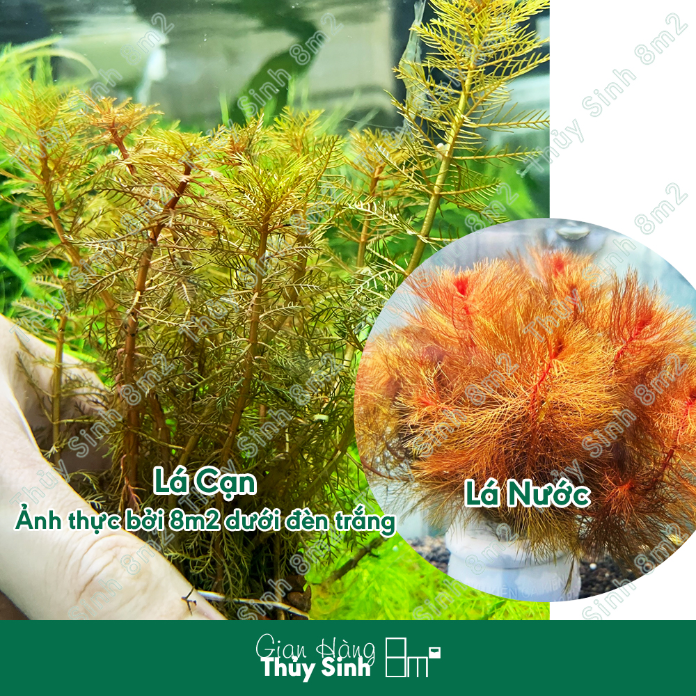 Chồn đỏ, chồn xanh | cây thủy sinh không co2, hậu cảnh, cắt cắm | 8m2