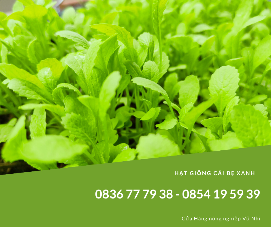 Hạt Giống Cải Bẹ Xanh Mỡ gói 20gr