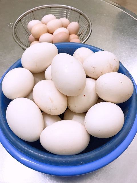 Trứng Ngỗng Sạch Nhà Nuôi