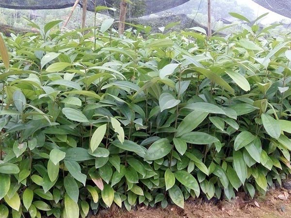 com bo 10 cây quế giống ( mua 10 cây tăng 1 cây )