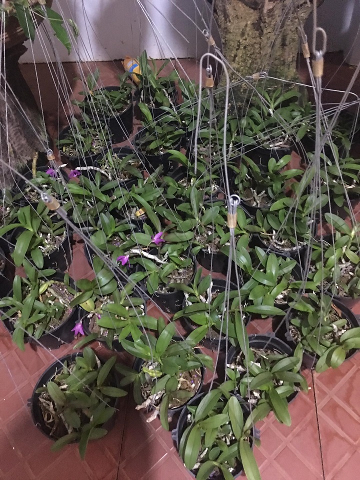 Hoa lan trầm tím điện biên (cây đẳng cấp, cao 20cm)