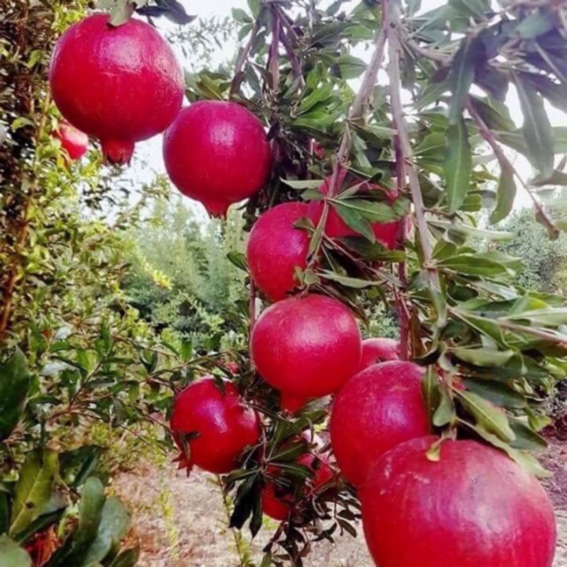 Cây lựu đỏ Mỹ 6 tháng cho trái