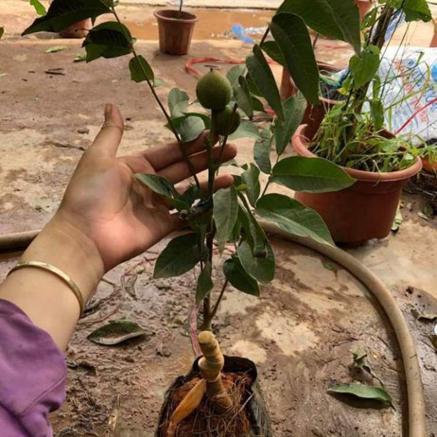 Cây Óc Chó Đang Quả