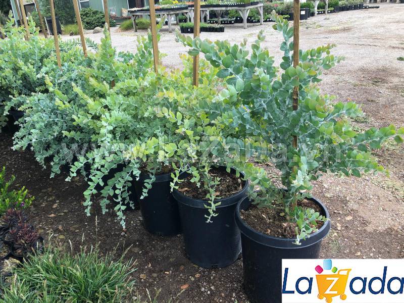 50h Hạt Giống Cây Mimosa (| -KD: B21*V64*M224)