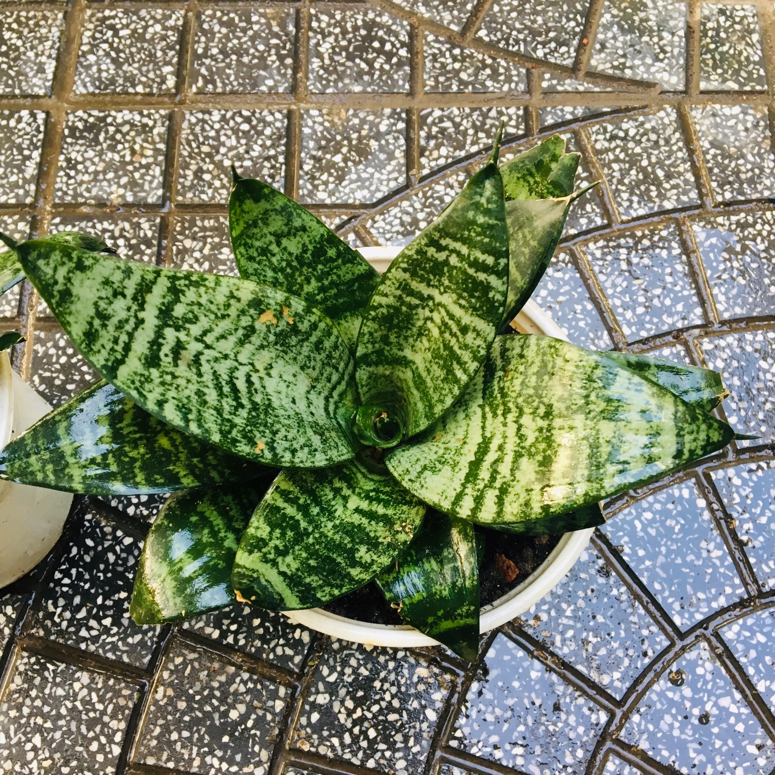 CÂY LƯỠI HỔ LÙN XANH XÒE Y HÌNH