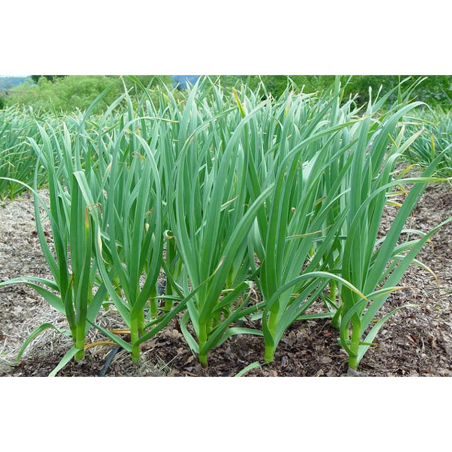 Hạt Giống Tỏi Tây (Hành Ba Rô) Italy Dễ Trồng Quanh Năm