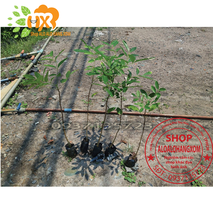 [HCM]Combo 5 cây xà cừ -cây giống
