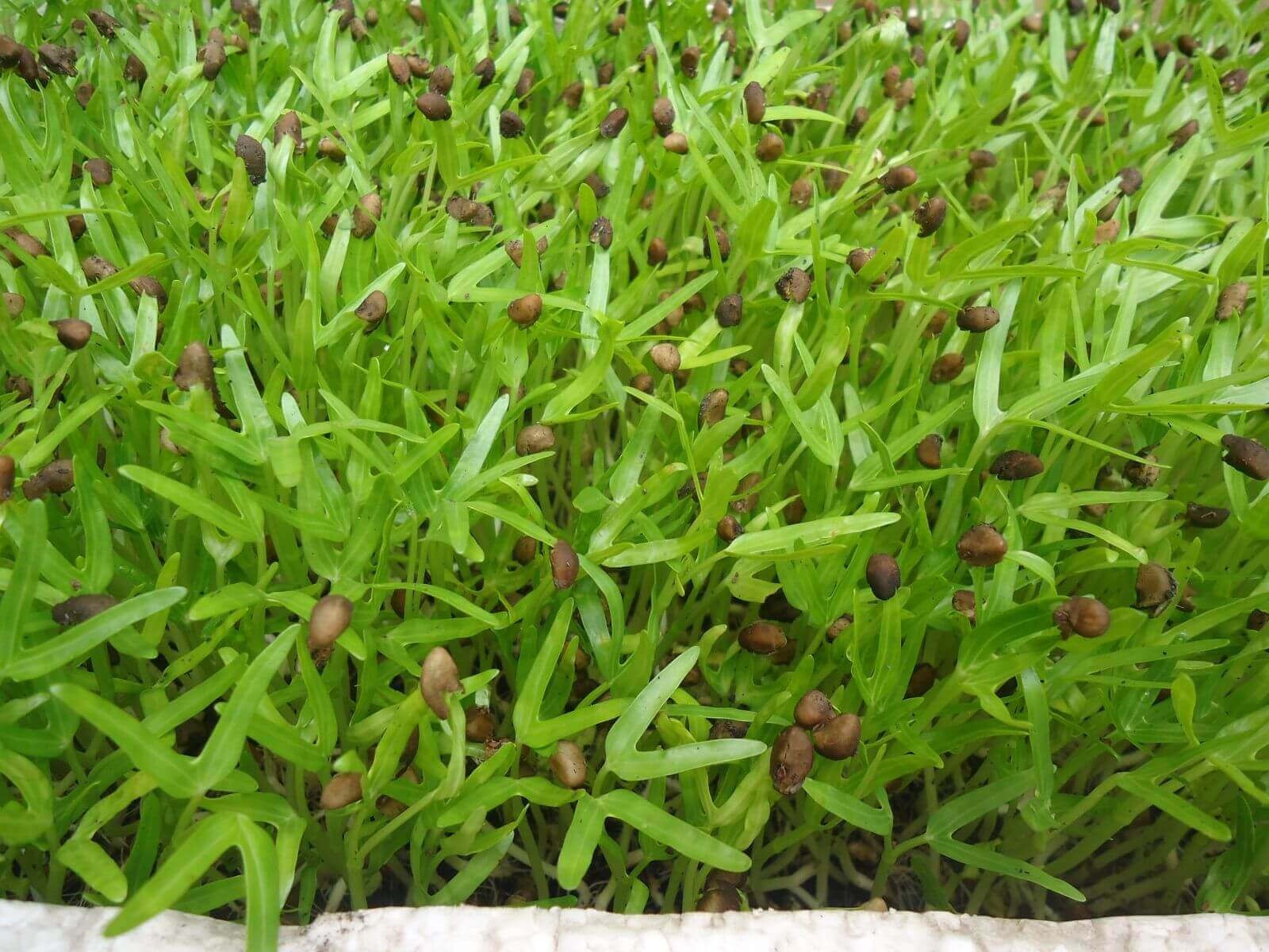 Hạt Giống Mầm Rau Muống - 50 gr
