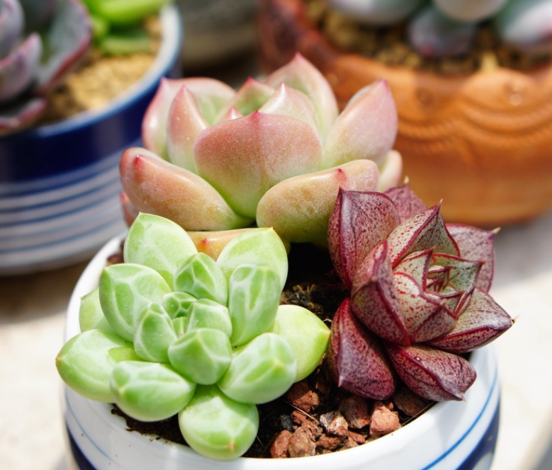 SEN ĐÁ MINI MIX 3 CÂY TRỒNG NGẪU NHIÊN