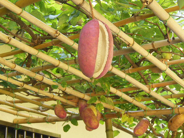 Hạt giống nho akebi nhật 12 hạt (Nội địa Trung)