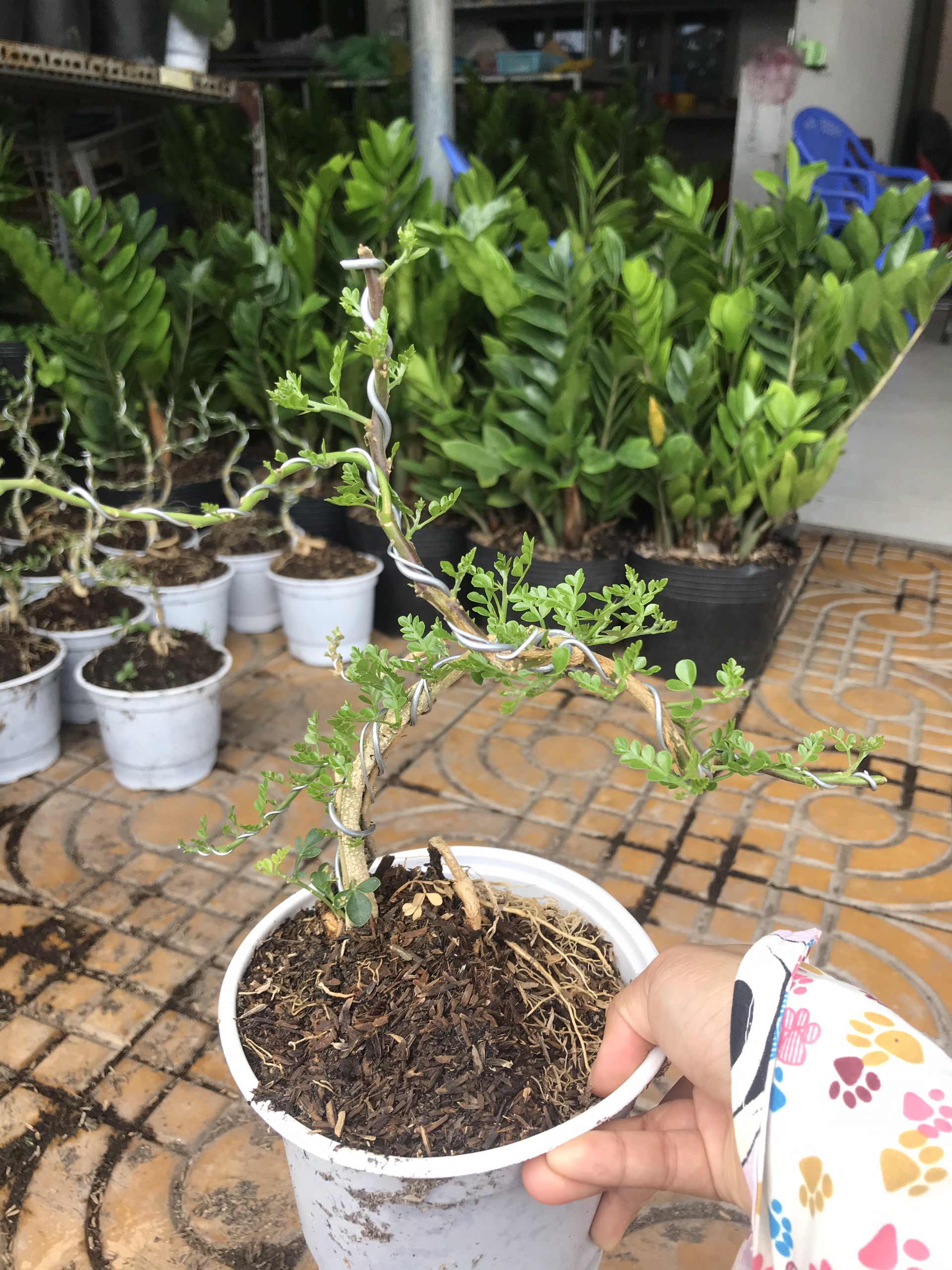 Cây cần thăng bonsai mini