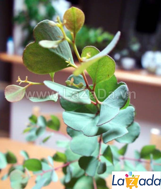 50h Hạt Giống Cây Lá Bạc Lá Tim RedHeart (| -KD: B21*X55*M186)
