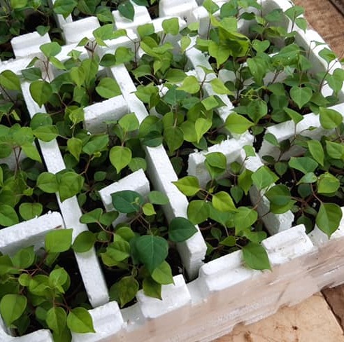 "Gói 10 "Hạt Giống Cây Lá Giang [Seeds]