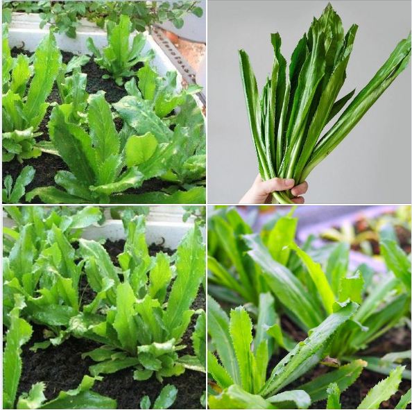 Hạt Giống Mùi Tàu( Ngò Gai) - gói (2gram 4840 hạt)