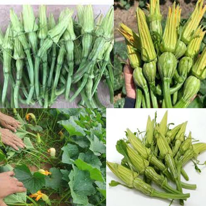 hạt giống bí siêu nụ 20 hạt