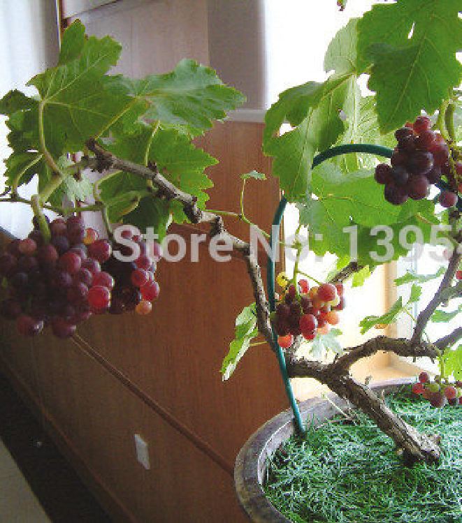 Hạt giống nho lùn pháp ( 1 gói 10 hạt )