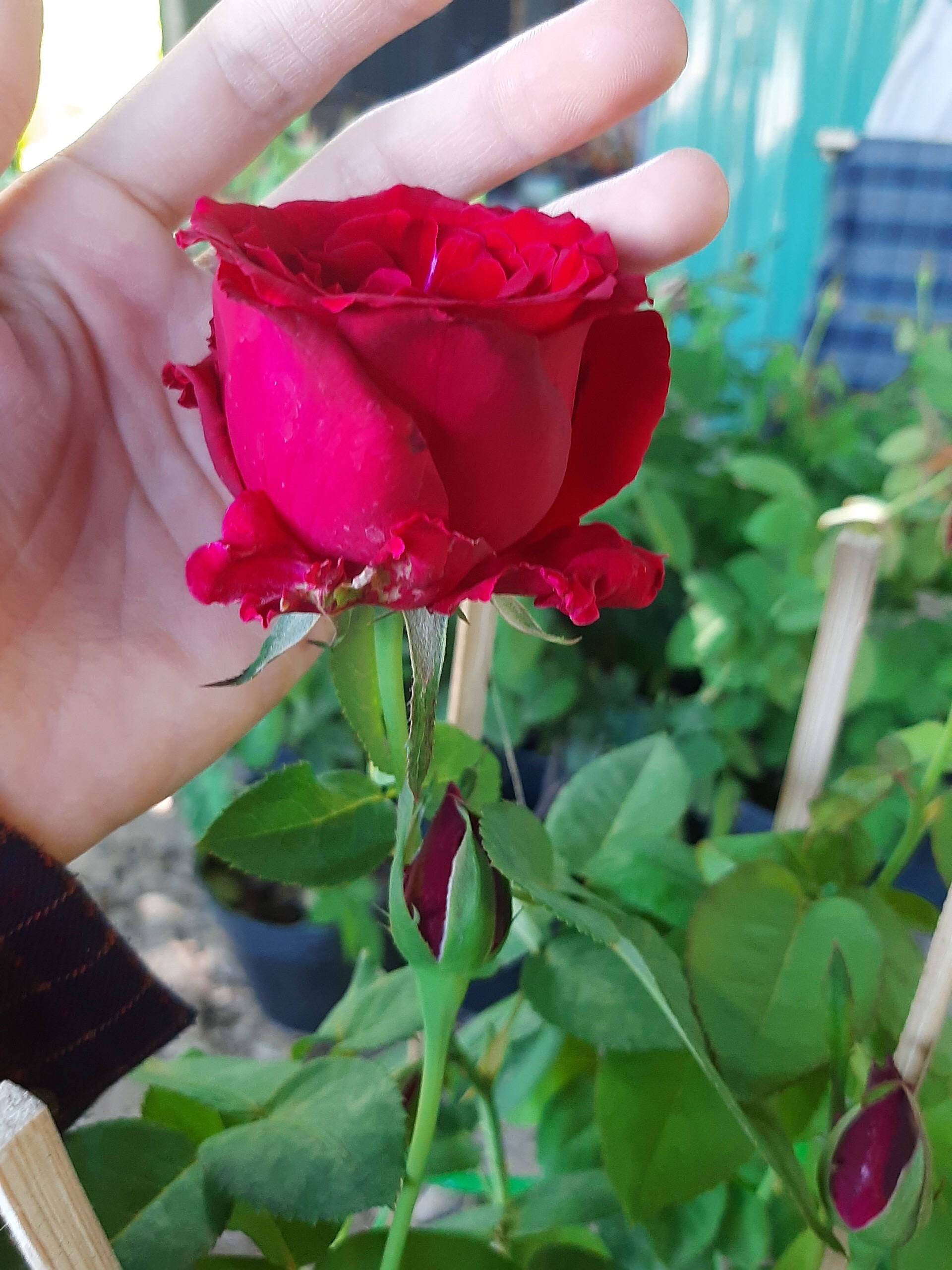 Hồng nhung Sa Đéc