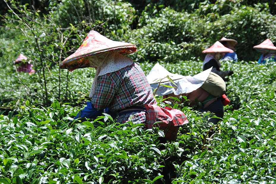 [HCM][HÀNG CHÍNH HÃNG] Trà Túi Lọc Trà Ronnefeldt tea - Teavelope Peppermint 1 hộp / 25 Sachets