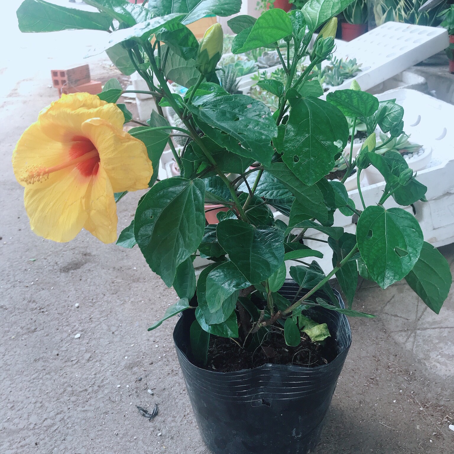 Chậu hoa dâm bụt vàng kép