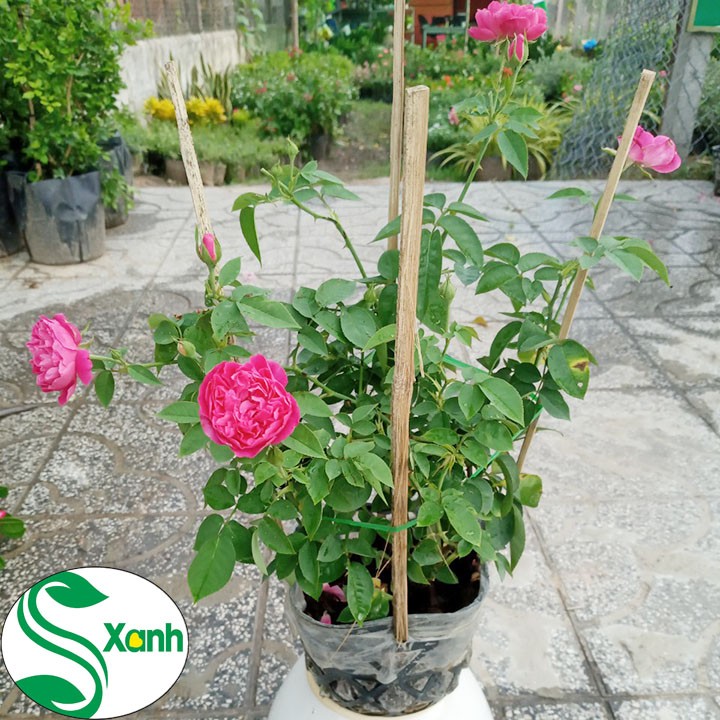 Cây giống Hoa Hồng Tường vi