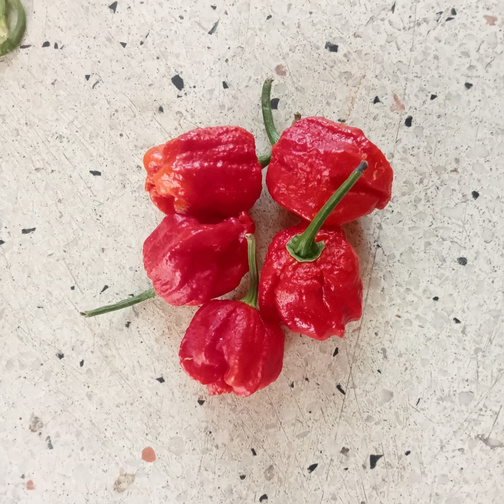 5 Hạt Giống Ớt Trinidad Red