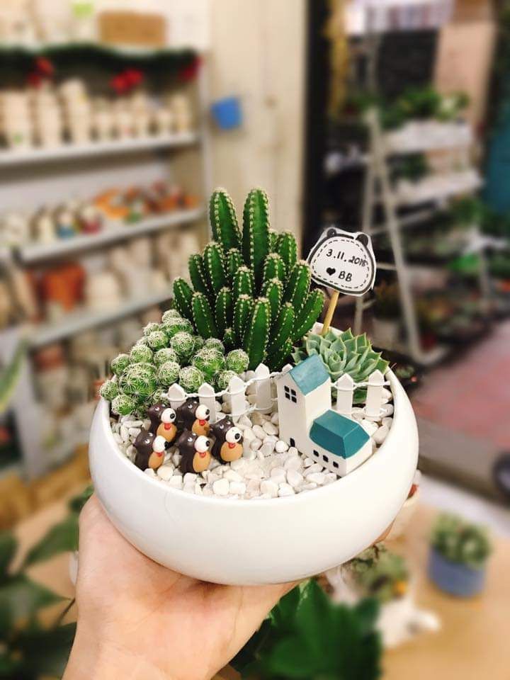 tiểu cảnh mini