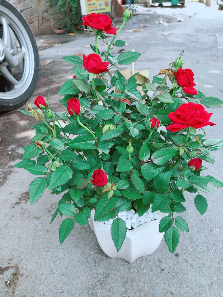 Chậu Hoa Hồng Có Sẵn Hoa