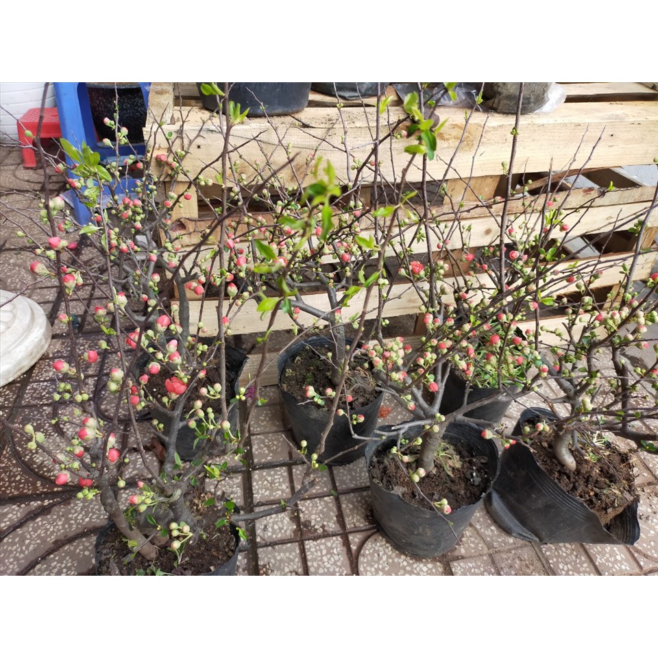 Hoa mai đỏ lùn bonsai Nhật Bản