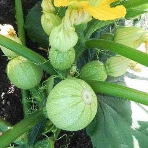Gói 2GR hạt giống Bí Ngòi Xanh Quả Tròn