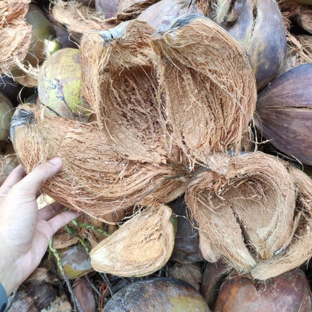 Vỏ dừa khô trồng lan 1kg