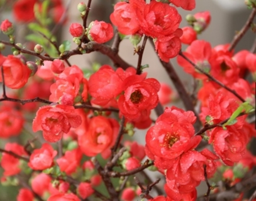 Hạt giống hoa Mai lùn đỏ