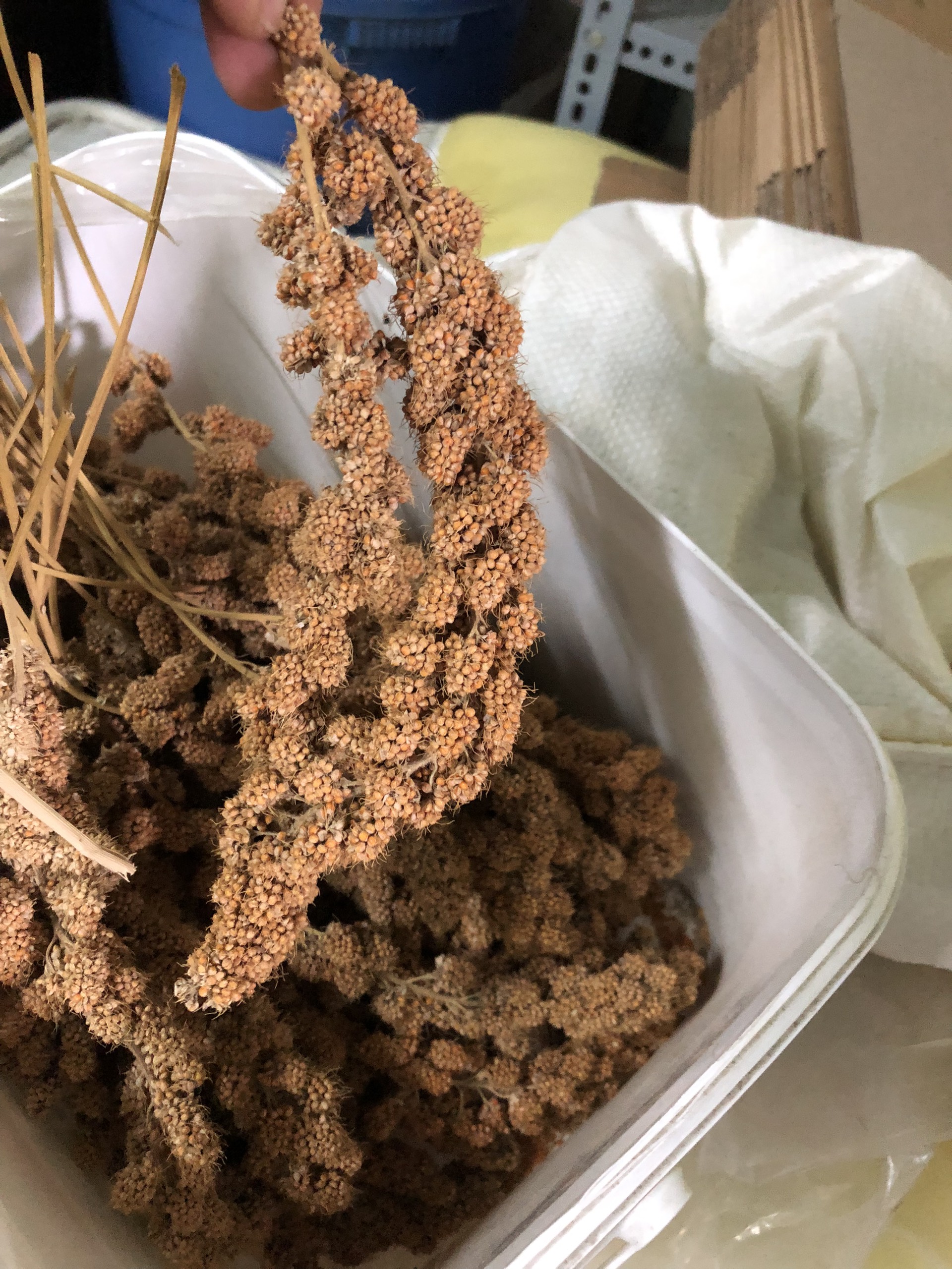 Kê chùm gói 500g/1kg