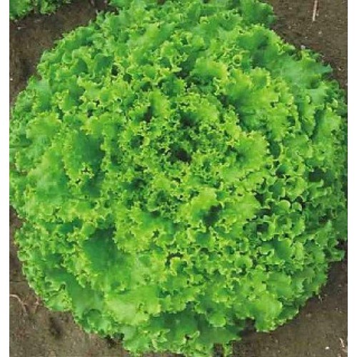 200H - #Hạt_Giống_Xà_Lách_Xoăn_Xanh_Tím ( tặng kèm kích mầm và phân bón )