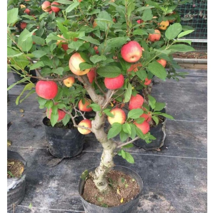 COMBO 2 CÂY GIỐNG TÁO ĐỎ LÙN BONSAI + Tặng 3 cây chè xanh