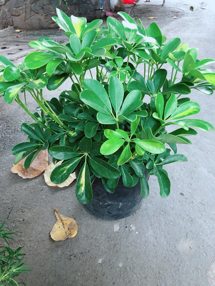 Ngũ gia bì size lớn