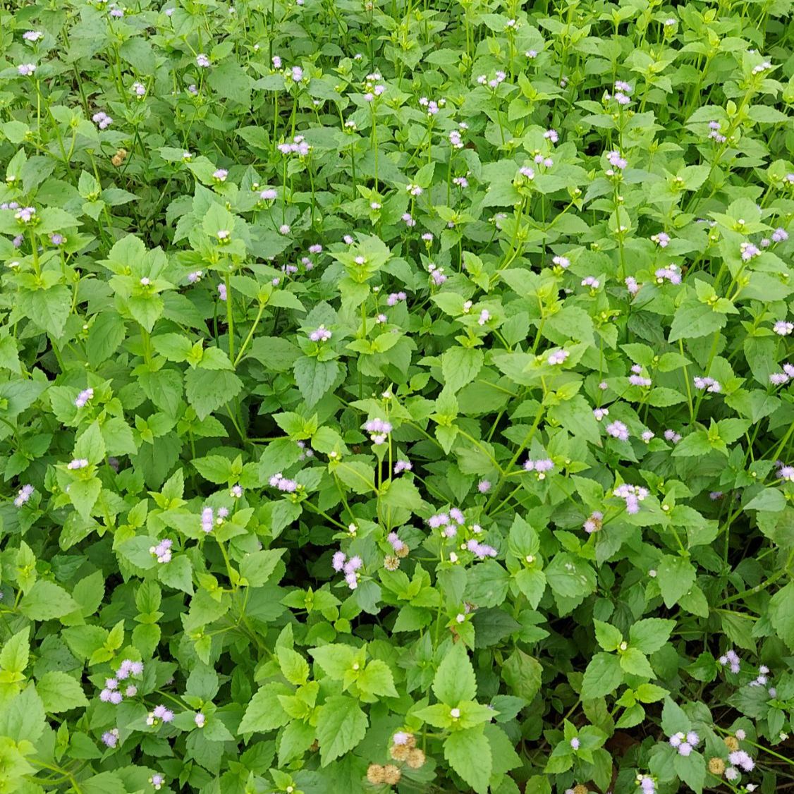 Cây hoa cứt lợn tím (cây ngũ sắc, cây cỏ hôi) khô tươi 1kg