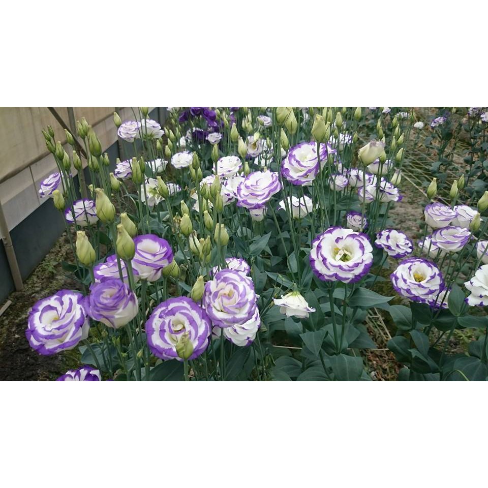 Hạt Giống Hoa Cát Tường - 5 Hạt
