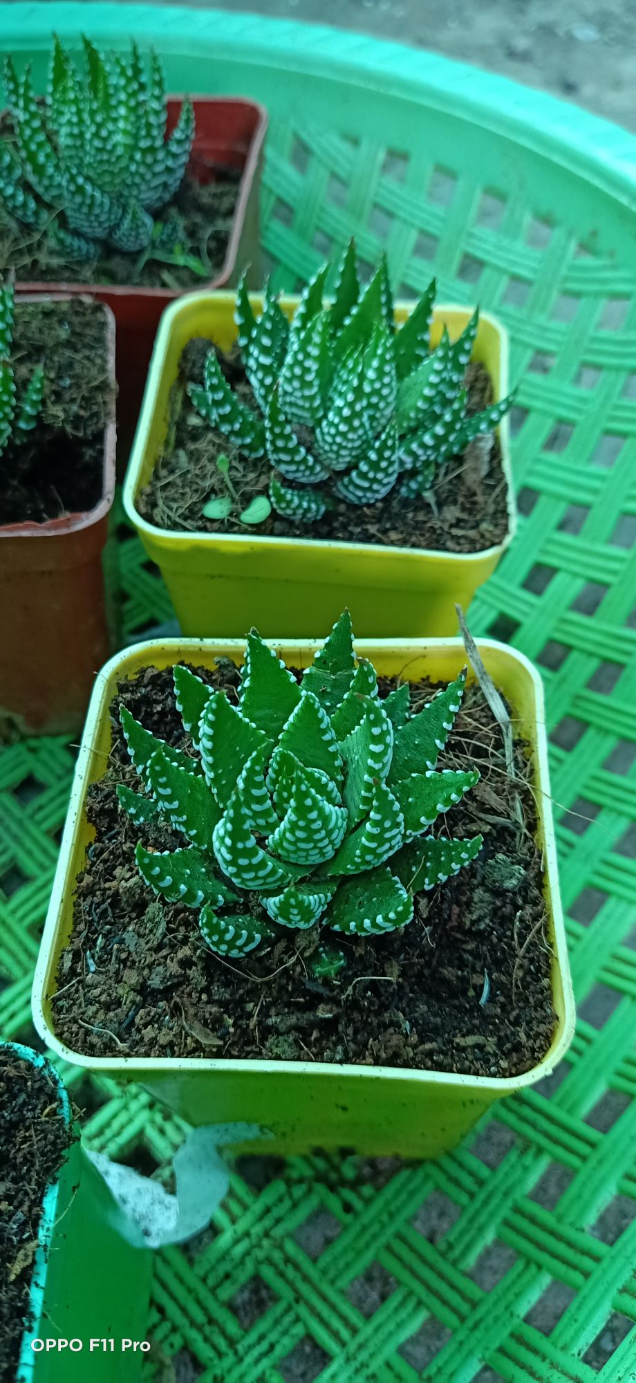 sen đá móng phụng chấm bi cúp chậu vuông.